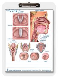 Swallowing And Larynx Voice Clipboard Two Sided Chart And Dry Erasable