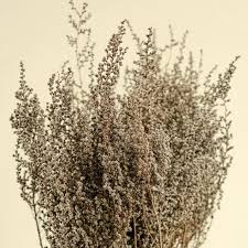 Image result for Stoebe