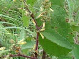 Image result for Triumfetta pilosa