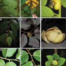 Image result for Uvaria tanzaniae