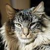 Norwegian Forest Cats for Sale | Cats on Oodle Classifieds