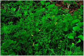 Image result for Euphorbia crebrifolia