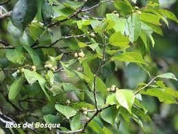 Image result for Dichapetalaceae