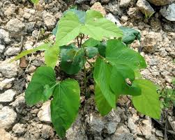 Image result for Calopogonium mucunoides