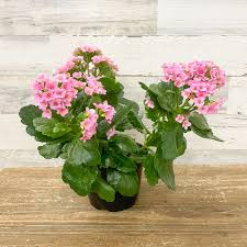 Image result for Kalanchoe calandiva