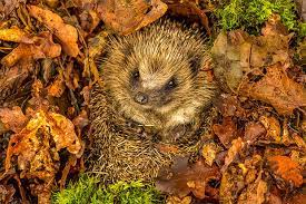 Erwachsene igel, die am tag herumlaufen, sind meist krank (erkennt man am torkelnden gang, rollen sich nicht mehr zusammen, sehen schmal und eingefallen aus) und sollten umgehend kompetente hilfe erhalten. Igel Im Garten Richtig Unterstutzen I Globus Baumarkt