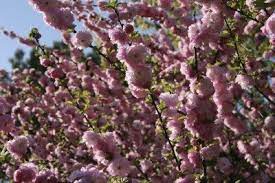 Maybe you would like to learn more about one of these? Ornamental Almond Pruning Learn When And How To Prune A Flowering Almond