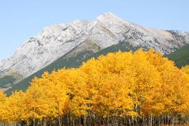 Image result for larch tree