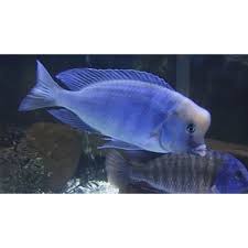 Blue dolphin cichlids are sexually monomophic, where males and females are practically identical. Blue Dolphin Cichlid