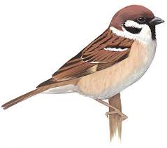 Sparrow Bird Drawing For Kids With Colour One Of The Most Widespread And Abundant Songbirds In The World Today The House Sparrow Has A Simple Success Formula Sparrow Drawing Sparrow Art Bird Drawings