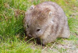 Wombat australian animal 8.5x8.5 inch wall 2021 calendar. Cutest Baby Wombat Aww
