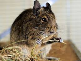 Ernahrung Von Degus Was Fressen Die Nager