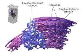 Oct 07, 2019 · the cell membrane is only one component of a cell. Endoplasmic Reticulum Definition Function And Structure