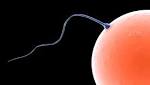  Potential male contraceptive stops sperm, doesn't affect hormones