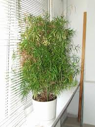 Image result for Asparagus falcatus