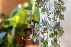 Image result for Ceropegia breviflora