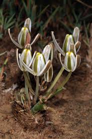 Image result for Albuca nigritana