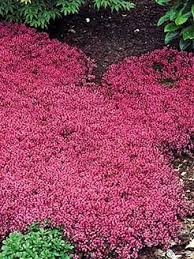 Baldur garten regenbogen tulpen blumex 10 zwiebeln glicynia chinska niebieska wisteria sinensis hyzop katalog wysylkowy decoracion hogar decoracion de unas floral. Pflanzen Online Kaufen Pflanzen Und Gartenversand Baldur Garten