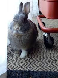 La Dure Vie Du Lapin Urbain Mon Petit Assistant Lapin Mignon Lapin Animaux