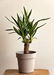 35 Best Indoor Plants Good Inside Plants For Small Space Gardening Paper and artistro acrylic paint markers.