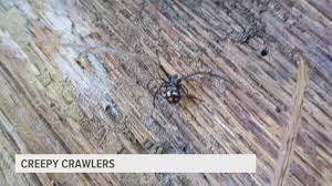 The egg sac is suspended in the web and holds 250 to 900. Spooked By Spiders This Creepy Crawler Could Send You To The Hospital But It Won T If You Don T Bug It Fox43 Com