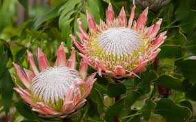Image result for Protea angolensis
