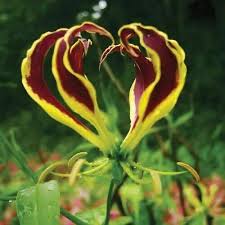 Image result for Gloriosa