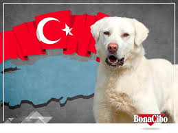 Iri Atletik Yapili Ve Asil Gorunumlu Akbaslar Anadolu Da Cok Eski Zamanlardan Beri Koruma Amacli Kullanilmistir Ulkemizin Ye In 2020 Dog Cat Labrador Retriever Dogs