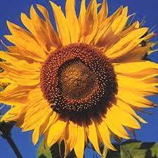 Flower Historythe Sunflower Flower Due To Its Bold Human Like Appearance Has Found Its Way Into Art And Growing Sunflowers Sunflower House Sunflower Flower