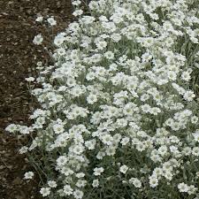 Image result for Cerastium