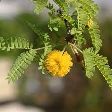 Image result for Acacia farnesiana