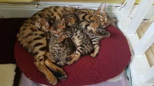 It originates from the asian leopard cat (alc) who resides in south and east asia. Pin On Bengals
