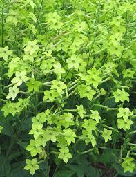Image result for Nicotiana