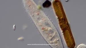 We did not find results for: The Micro Universe Microscopic Life By Robert Berdan The Canadian Nature Photographer