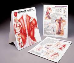 O 813 6 Personel 86 Trigger Point Chart