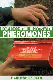 Reach out to lawn doctor to understand the many ways in which you can prevent pests in cherry hills village. How To Use Pheromones To Control Insects Gardener S Path