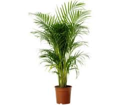 Or 18 c.) and like the surface of their soil to dry out before watering again. Love Plants But No Sunlight These Plants Can Be Your Best Buddy Top 10 Plants Nurserylive Wikipedia
