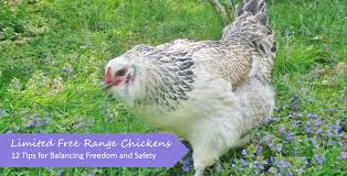 We did not find results for: Limited Free Range Chickens 12 Tips To Balance Freedom Safety