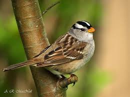 White Crowned Sparrow 1 Vancouver British Columbia In 2021 Backyard Birds Pet Birds Beautiful Birds