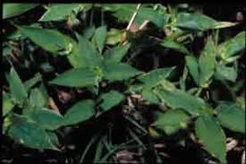 Image result for Arthraxon