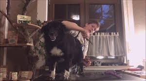 Check spelling or type a new query. Hund Trimmen Oder Scheren