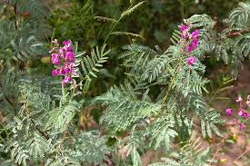 Image result for Caesalpinia rubra