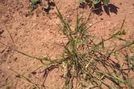 Image result for Cenchrus incertus