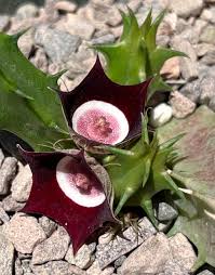 Image result for Rytigynia sp. N