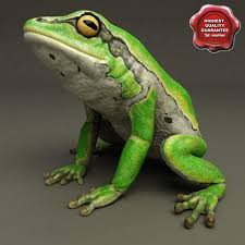 3d Model Frog Hyla Arborea Cute Frogs Frog 3d Model