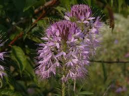 Image result for Cleome stricta
