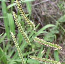 Image result for Urochloa