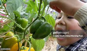 127 Hui Mong Stock Photos, High-Res Pictures, and Images