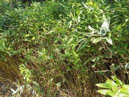 Image result for Shibataea kumasasa