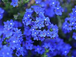 Image result for Anchusa capensis